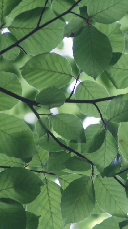 Sustainability at polyflor